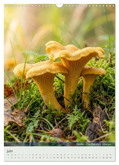 Girolle (Cantharellus cibarius) – motif de juin