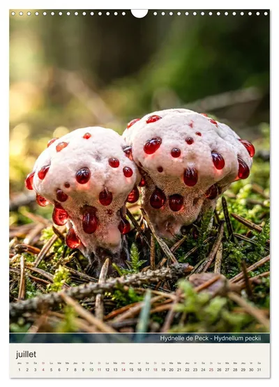 Hydnelle de Peck (Hydnellum peckii) – motif de juillet