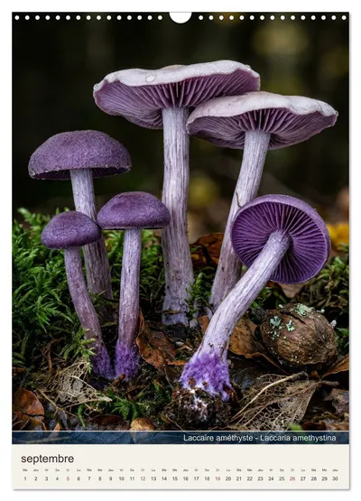 Laccaire améthyste (Laccaria amethystina) – motif de septembre