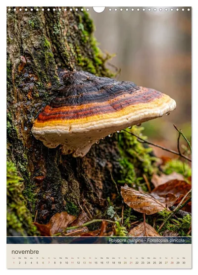 Polypore marginé (Fomitopsis pinicola) – motif de novembre