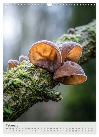 Jelly ear (Auricularia auricula-judae) – February image in the MycoMoments calendar