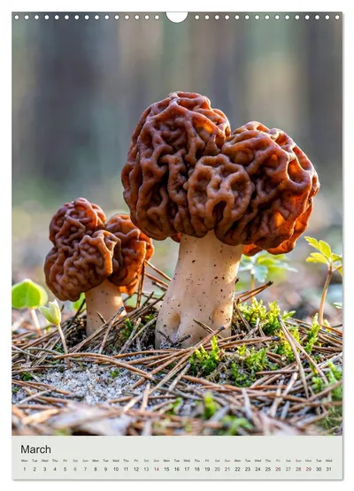 False morel (Gyromitra esculenta) – March image in the MycoMoments calendar