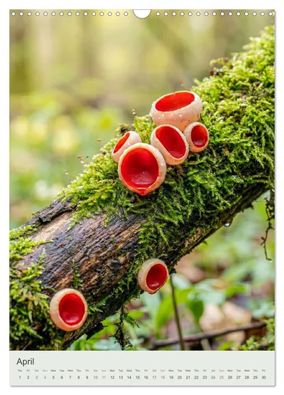 Scarlet elf cup (Sarcoscypha coccinea) – April image in the MycoMoments calendar