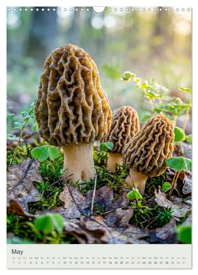 Common morel (Morchella esculenta) – May image in the MycoMoments calendar