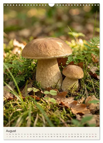 Summer cep (Boletus reticulatus) – August image in the MycoMoments calendar
