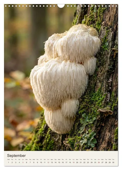 Lion's mane mushroom (Hericium erinaceus) – September image in the MycoMoments calendar