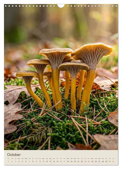 Funnel chanterelle (Craterellus tubaeformis) – October image in the MycoMoments calendar