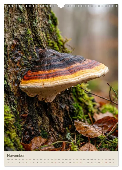 Red-belted conk (Fomitopsis pinicola) – November image in the MycoMoments calendar