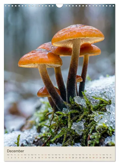 Velvet shank (Flammulina velutipes) – December image in the MycoMoments calendar