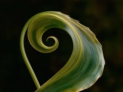 Wandbild Motiv: Organische Spirale