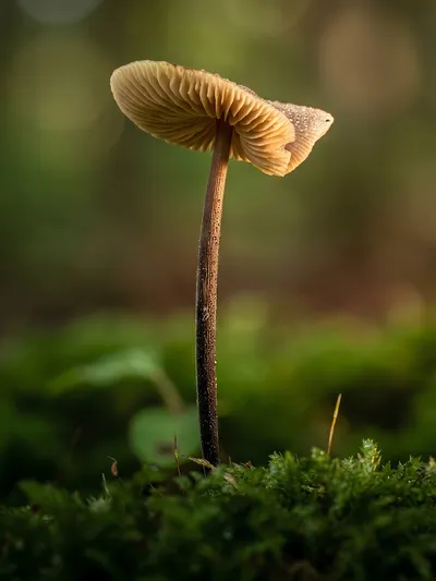 Wandbild Motiv: Pilz im Moos - Naturpoesie