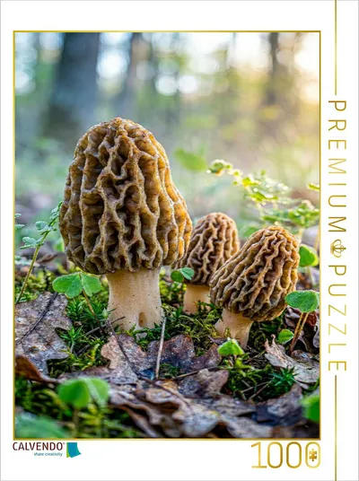 Fotopuzzle Pilz Porträt Speisemorchel von Max Steinwald