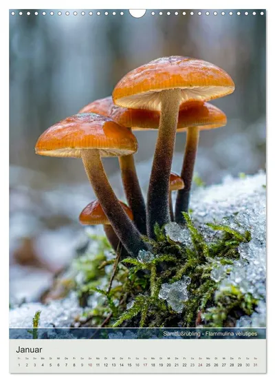 Samtfußrübling (Flammulina velutipes) – Januarmotiv im Pilzkalender von Max Steinwald