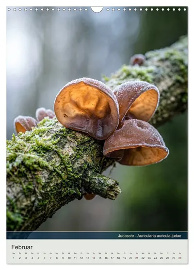 Judasohr (Auricularia auricula-judae) – Februarmotiv im Pilzkalender von Max Steinwald