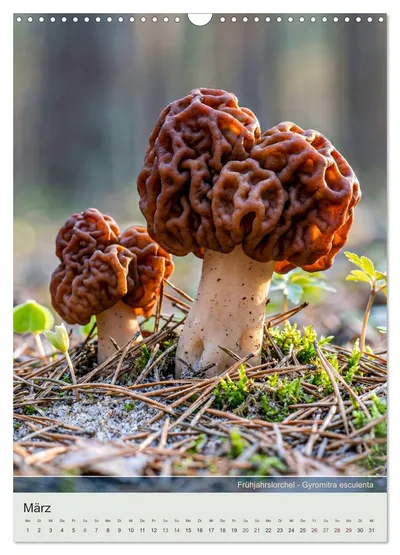 Frühjahrslorchel (Gyromitra esculenta) – Märzmotiv im Pilzkalender von Max Steinwald
