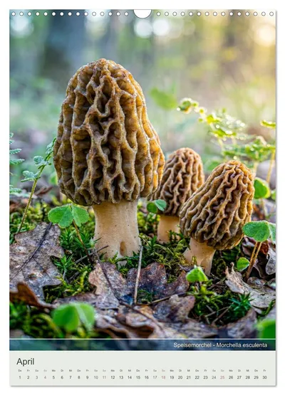 Speisemorchel (Morchella esculenta) – Aprilmotiv im Pilzkalender von Max Steinwald