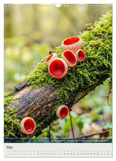Scharlachroter Kelchbecherling (Sarcoscypha coccinea) – Maimotiv im Pilzkalender von Max Steinwald