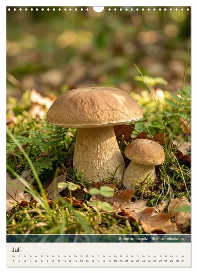 Sommersteinpilz (Boletus reticulatus) – Julimotiv im Pilzkalender von Max Steinwald