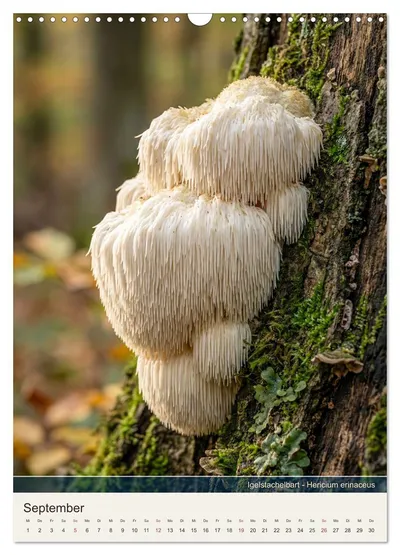 Igelstachelbart (Hericium erinaceus) – Septembermotiv im Pilzkalender von Max Steinwald