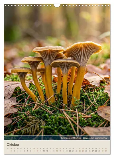 Trompetenpfifferling (Craterellus tubaeformis) – Oktobermotiv im Pilzkalender von Max Steinwald