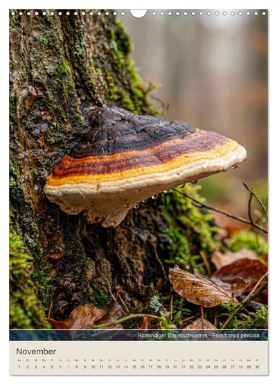 Rotrandiger Baumschwamm (Fomitopsis pinicola) – Novembermotiv im Pilzkalender von Max Steinwald