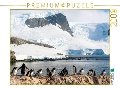 Fotopuzzle mit Pinguinkolonie vor Gletscherwand von Max Steinwald