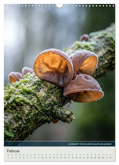Judasohr (Auricularia auricula-judae) – Februarmotiv im Schwammerlkalender