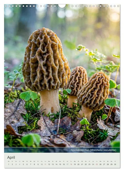 Speisemorchel (Morchella esculenta) – Aprilmotiv im Schwammerlkalender