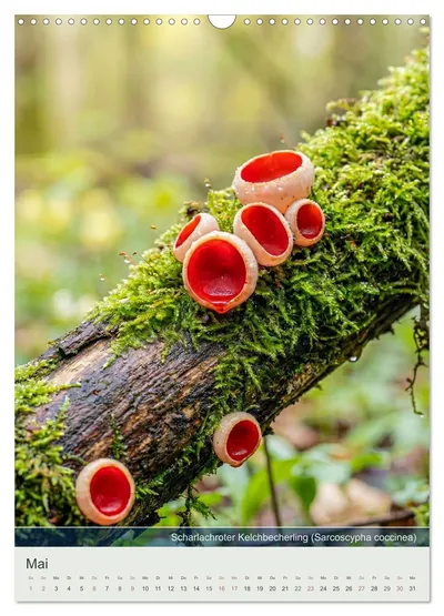Scharlachroter Kelchbecherling (Sarcoscypha coccinea) – Maimotiv im Schwammerlkalender