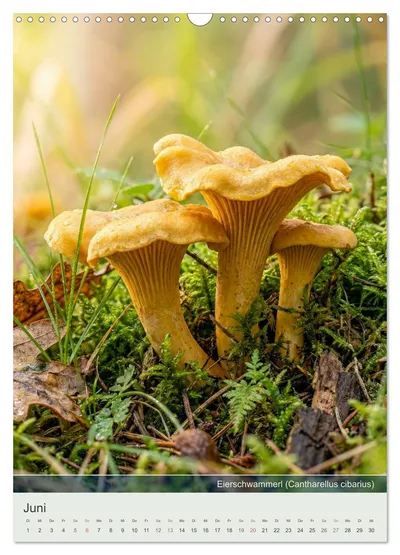 Eierschwammerl (Cantharellus cibarius) – Junimotiv im Schwammerlkalender