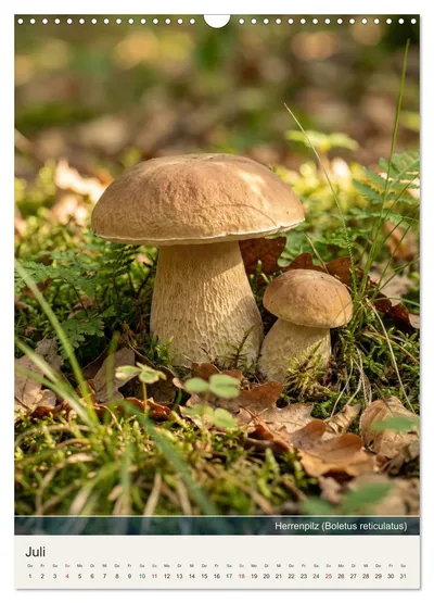 Herrenpilz (Boletus reticulatus) – Julimotiv im Schwammerlkalender
