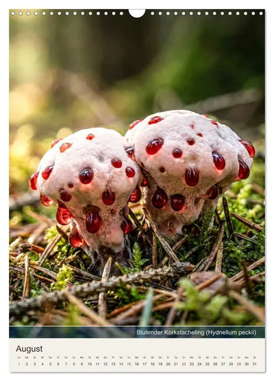 Blutender Korkstacheling (Hydnellum peckii) – Augustmotiv im Schwammerlkalender