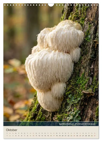 Igelstachelbart (Hericium erinaceus) – Septembermotiv im Schwammerlkalender