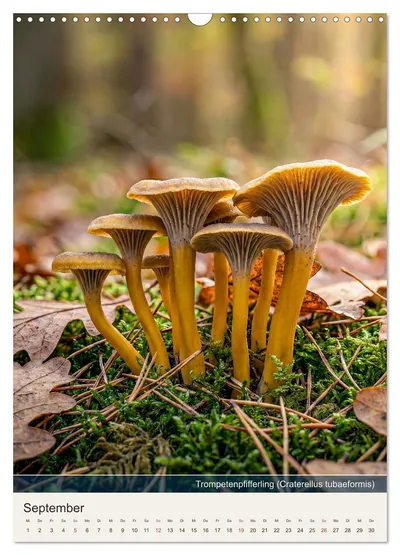 Trompetenpfifferling (Craterellus tubaeformis) – Oktobermotiv im Schwammerlkalender