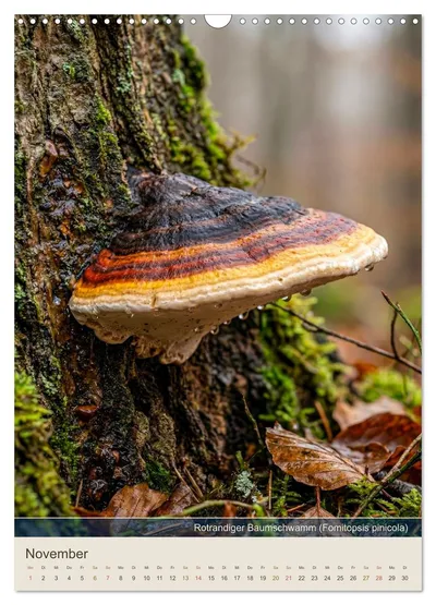 Rotrandiger Baumschwamm (Fomitopsis pinicola) – Novembermotiv im Schwammerlkalender