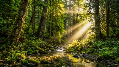 Wandbild Motiv: Wald Erwachen